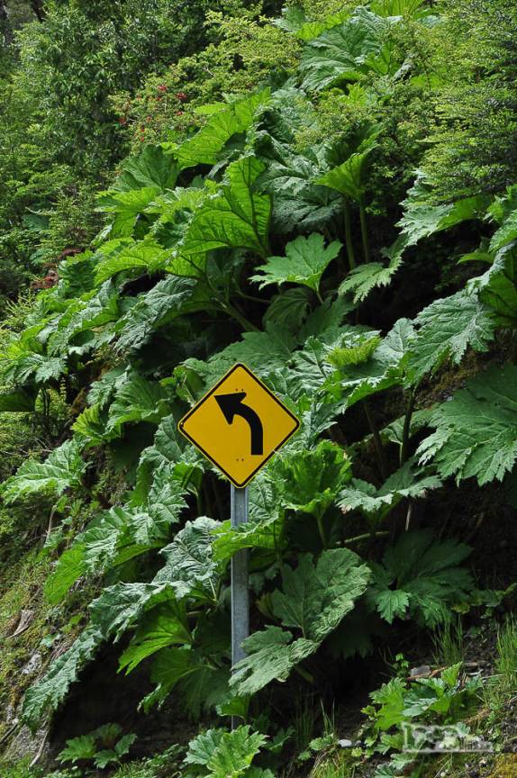 A ruibarba, planta muito comum na patagônia chilena, boa para fazer geleia! (ao sul de Cochrane, na Carretera Austral, região de Aysén, no Chile)
